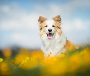 Łąka, Tło, Rozmyte, Kwiaty, Border collie