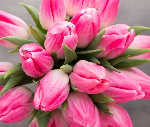 Tulipany, Różowe, Bukiet