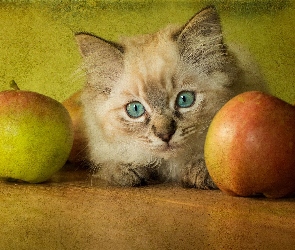 Jabłka, Kot
