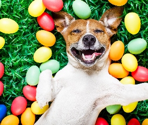 Pies, Wielkanoc, Jaja, Malowane, Jack Russell Terrier