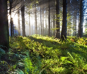 Irlandia, Union Wood, Przebijające światło, Drzewa, Paprocie, Las dębowy