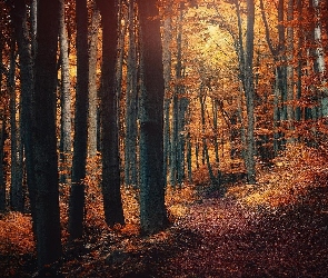 Ścieżka, Drzewa, Jesień, Las