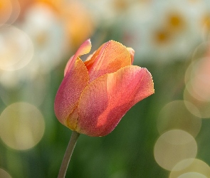 Bokeh, Tulipan