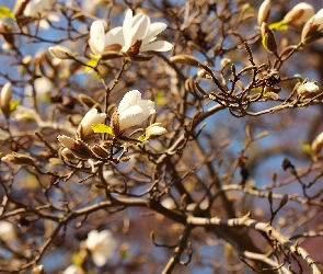 Białe, Kwiaty, Magnolia