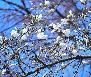 Magnolia, Kwiaty, Krzew, Biała