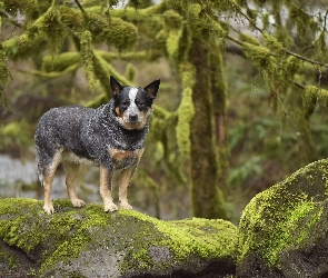 Pies, Drzewa, Skały, Mech, Australian cattle dog