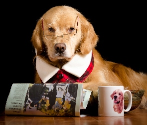 Okulary, Śmieszne, Kubek, Gazeta, Golden Retriever