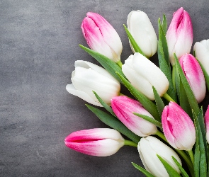 Tulipany, Różowo-Białe