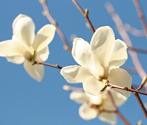 Biała, Magnolia, Kwiaty