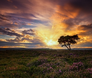 Zachód słońca, Drzewo, Hrabstwo North Yorkshire, Chmury, Wrzosowisko, Anglia, Egton
