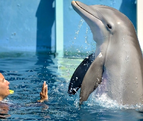 Delfin, Kobieta