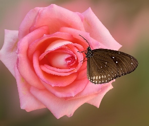 Motyl Euploea core, Różowa, Kwiat, Róża