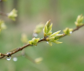 Pąki, Gałązka, Roślina