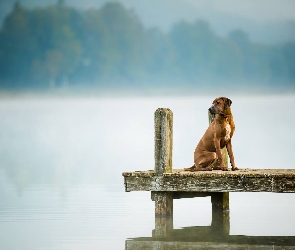 Pies, Mgła, Jezioro, Rhodesian ridgeback, Pomost