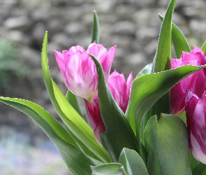 Rozmyte, Tło, Tulipany