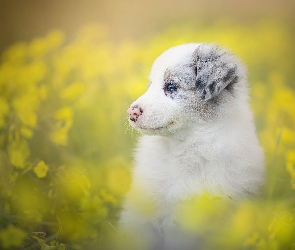 Szczeniak, Kwiaty, Łąka, Border collie