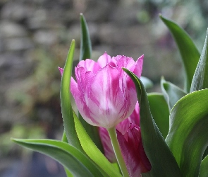 Tulipan, Rozwinięty, Tulipany, Różowy