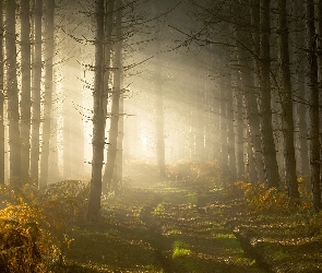 Droga, Przebijające światło, Hrabstwo Warwickshire, Anglia, Las, Mgła