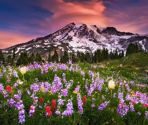 Stany Zjednoczone, Łubin, Góry Mount Rainier, Łąka, Stan Waszyngton