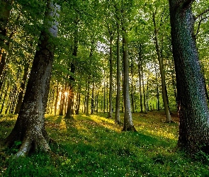 Wiosna, Drzewa, Las, Promienie słońca