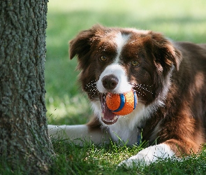 Piłeczka, Border collie, Drzewo, Trawa