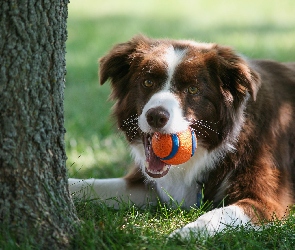 Drzewo, Piłeczka, Border collie, Trawa