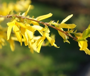 Forsycja, Gałązka