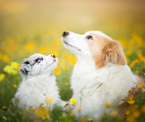 Psy, Kwiaty, Łąka, Border collie