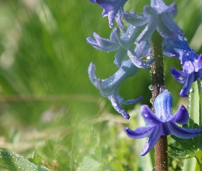Niebieskie, Hiacynt, Kwiaty