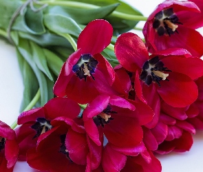 Czerwone, Tulipany, Bukiet