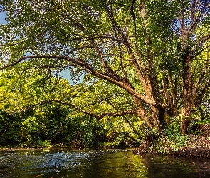 Drzewa, Gałęzie, Rzeka