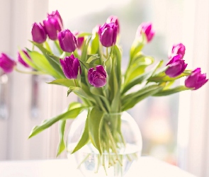Tulipany, Wazon, Różowe