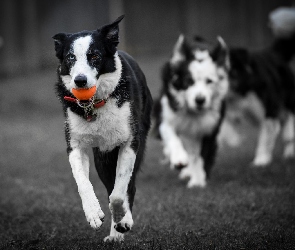 Bieg, Piłeczka, Psy, Border collie