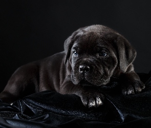 Czarny, Cane Corso, Szczeniak