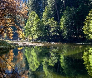 Odbicie, Las, Stan Kalifornia, Drzewa, Rzeka, Stany Zjednoczone, Park Narodowy Yosemite