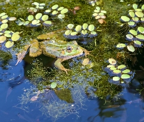 Staw, Rośliny, Żabka