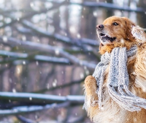 Golden retriever, Szalik, Pies