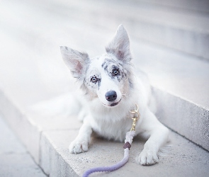 Smycz, Schody, Border collie