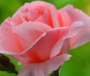 Róża, Jasnoróżowa