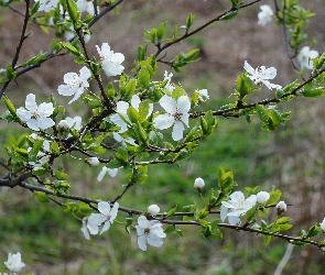 Owocowe, Gałęzie, Kwiaty, Białe, Drzewo