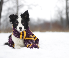 Szalik, Border collie, Zima, Śnieg