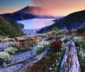 Stany Zjednoczone, Stan Waszyngton, Kłody, Góry Stratowulkan Mount St. Helens, Kwiaty, Jezioro Spirit