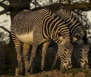 Dwie, Zebry