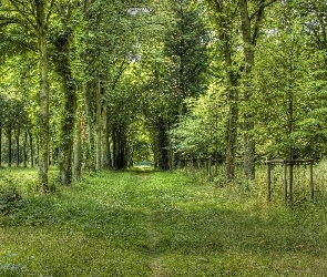 Las, Dróżka, Zarośnięta, Drzewa