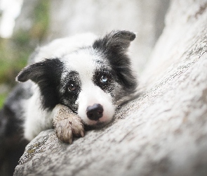 Pyszczek, Kamień, Border collie