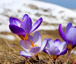Trawa, Sucha, Fioletowe, Krokusy