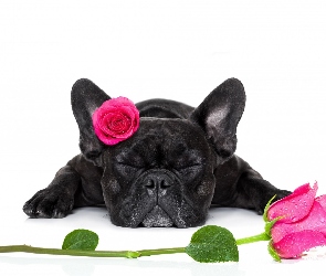 Pies, Róże, Buldog francuski
