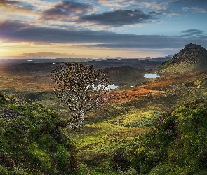 Quiraing, Wschód słońca, Drzewo, Wzgórza, Szkocja