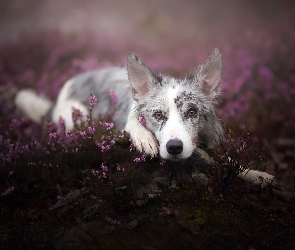 Leżący, Wrzos, Border collie