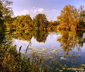 Jezioro, Odbicie, Trzciny, Drzewa, Jesień